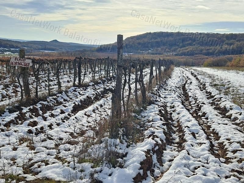 Landwirtschaftliche Fläche in Waldnähe bei Balatoncsicsó