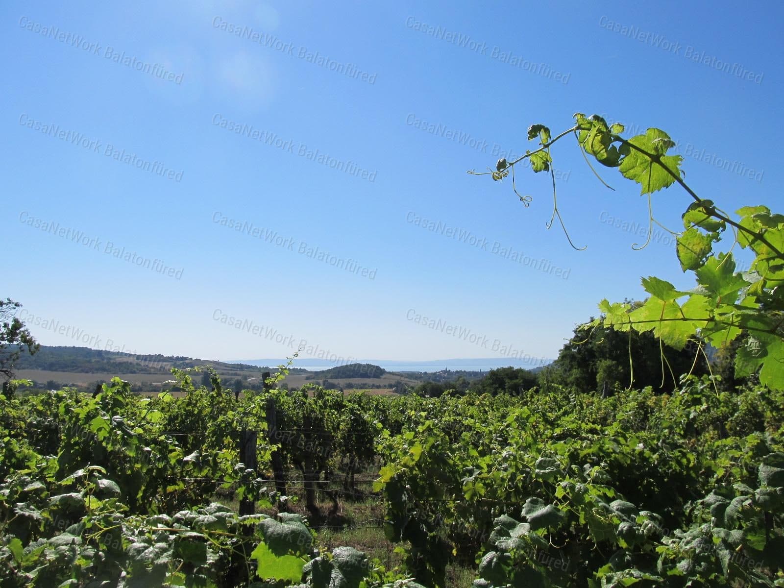 Weinberg in der Nivegy-Ebene bei Balatoncsicsó